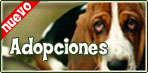 Infomascotas